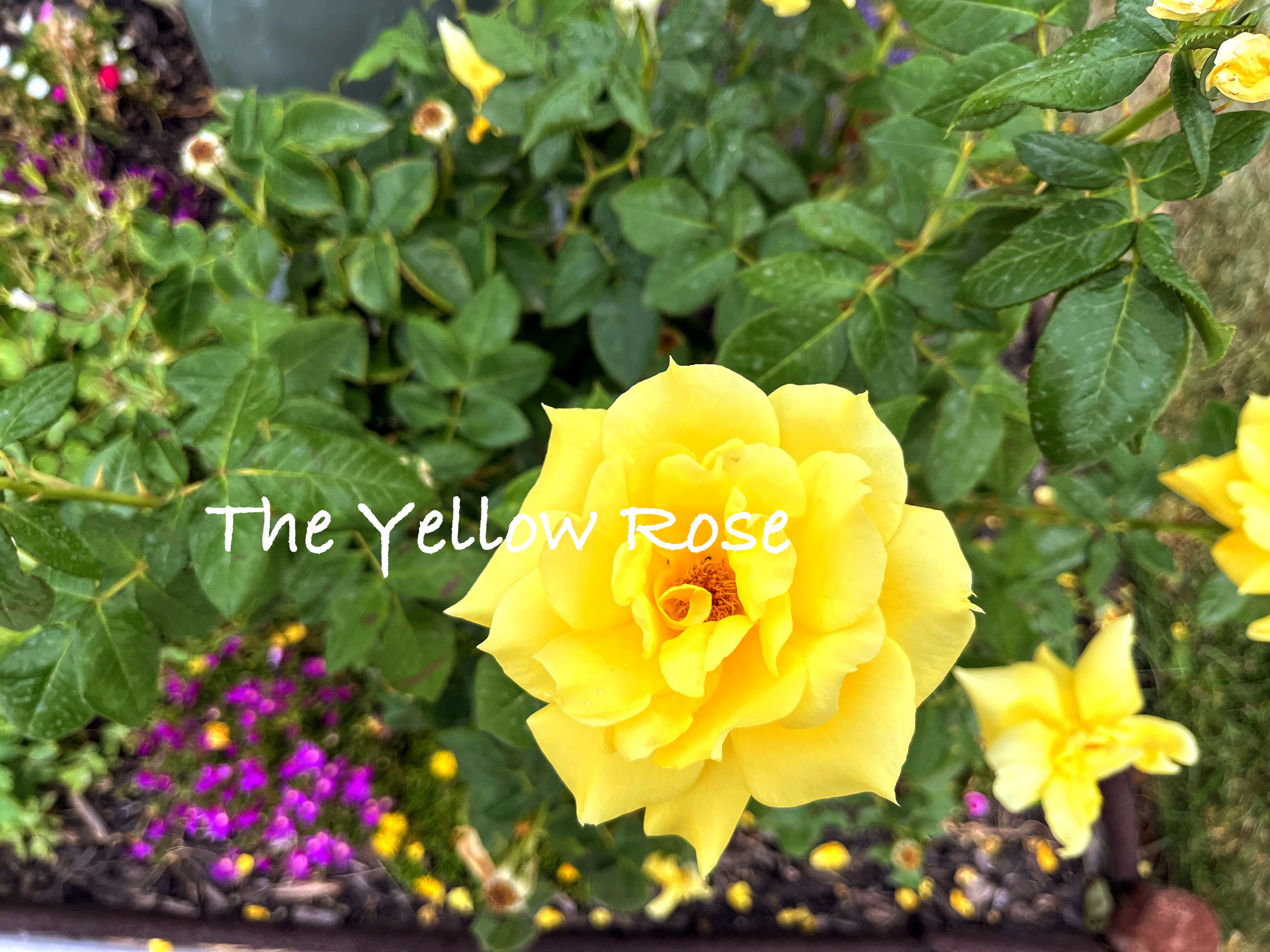 The Yellow Rose — Anna Wright Madison